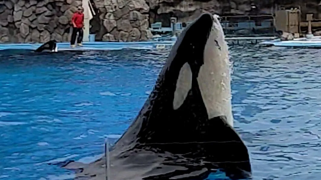 シャチ